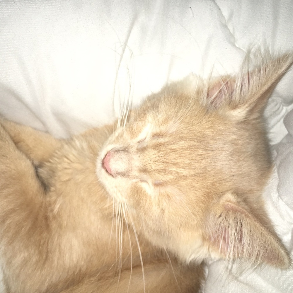 Meet your Posher, Chloë